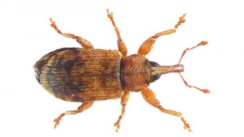 Dorytomus nebulosus